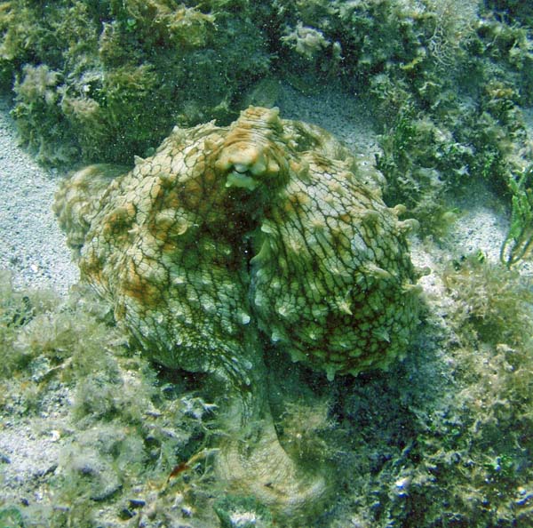 Octopus j