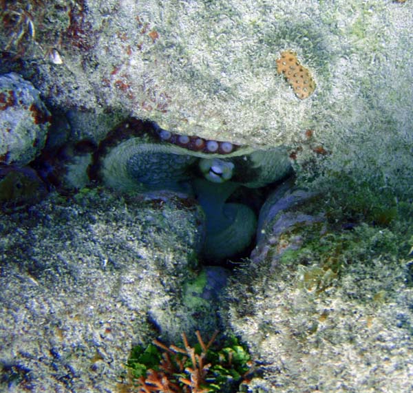Octopus