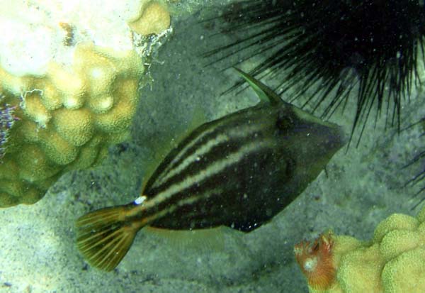 Orangespotted Filefish b