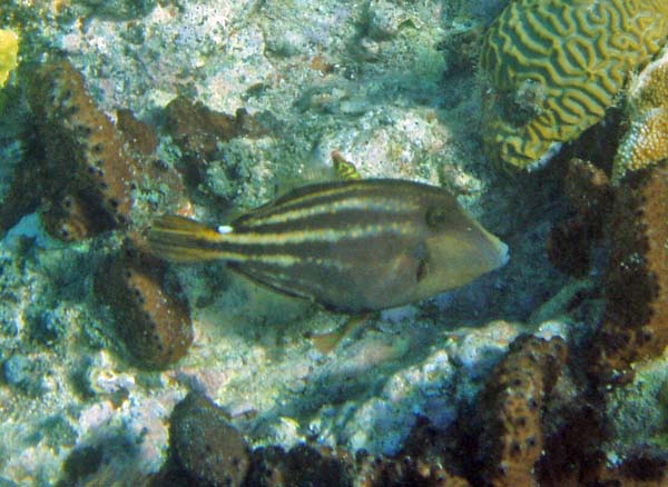 Orangespotted Filefish
