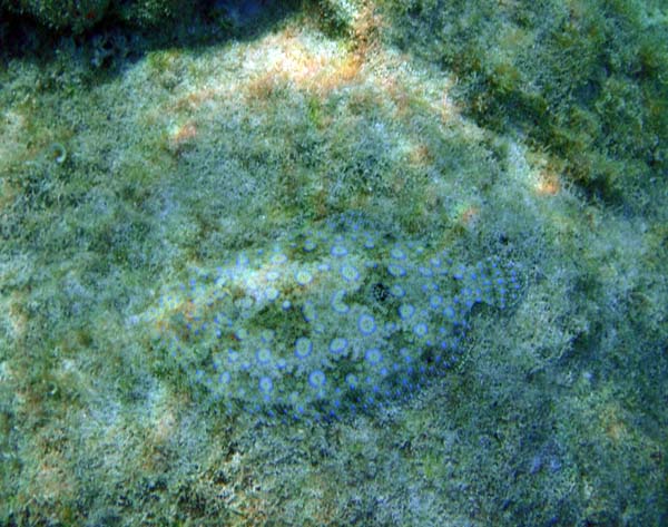 Peacock Flouder
