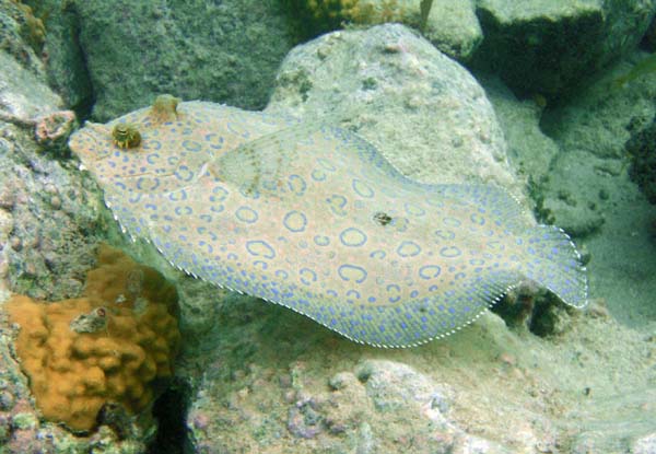 Peacock Flounder b