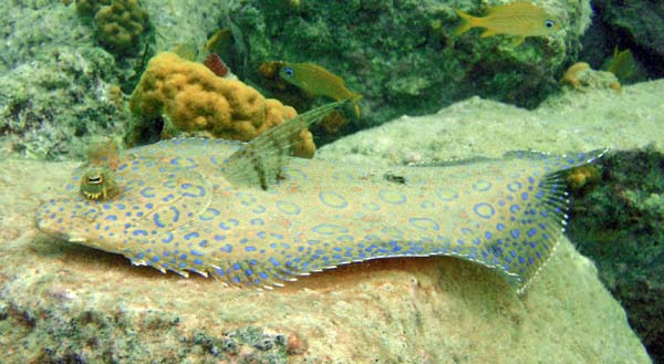 Peacock Flounder c