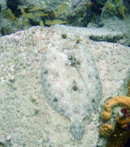Peacock Flounder d