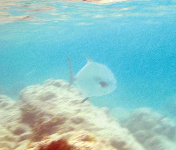 Permit Fish