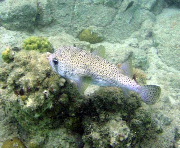 Porcupinefish