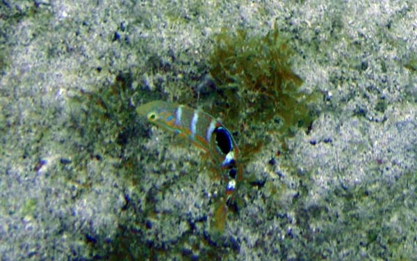 Puddingwife Juv m