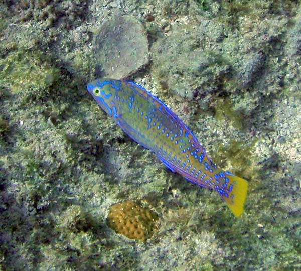 Puddingwife Juv