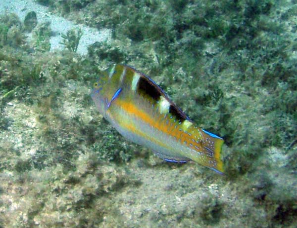 Puddingwife