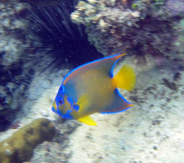 Queen Angelfish