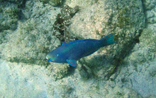 Queen Parrotfish n