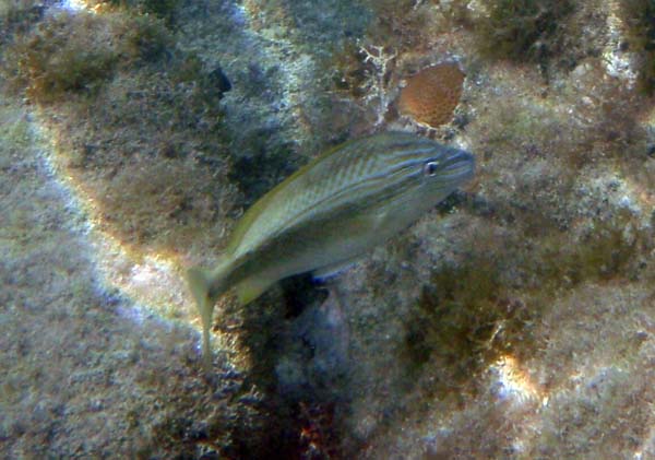 Rainbow Wrasse
