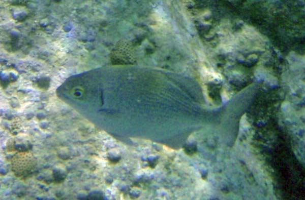 Red Porgy