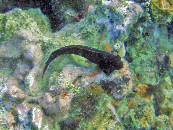 Redlip Blenny