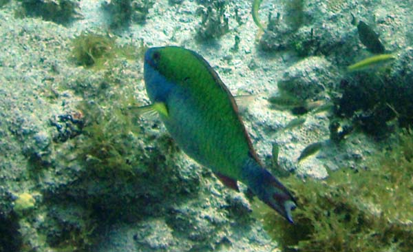 Redtail Parrotfish n