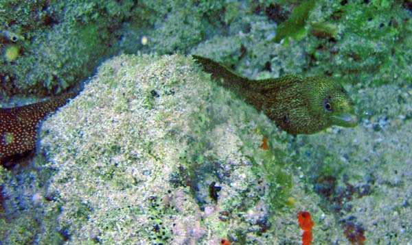Reticulate Moray Eel close
