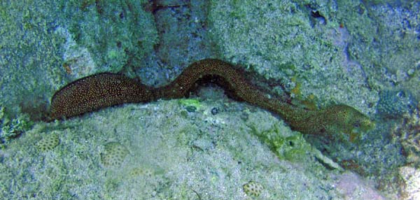 Reticulate Moray Eel