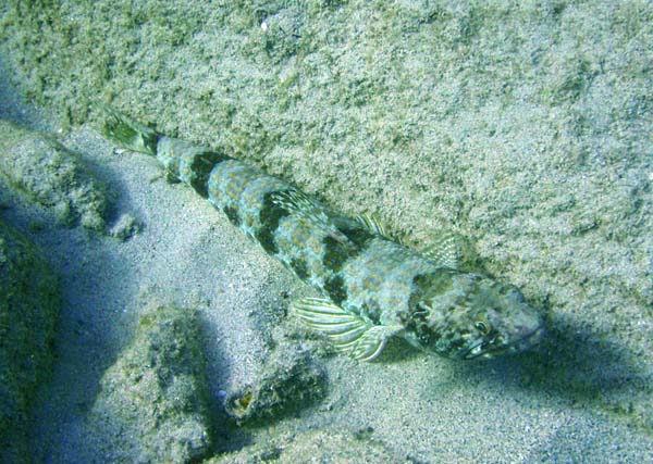 Sand Diver d