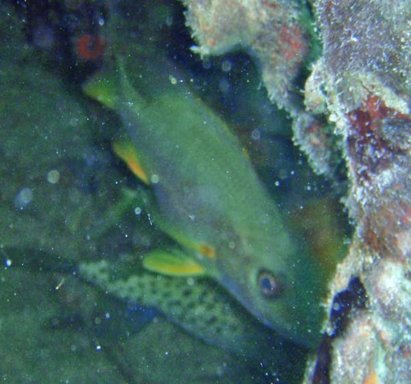 Schoolmaster adult