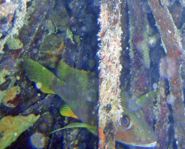 Schoolmaster hiding