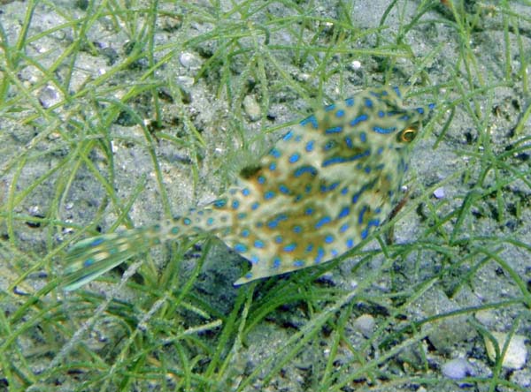 Scrawled Cowfish hiding