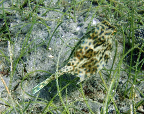 Scrawled Cowfish resting