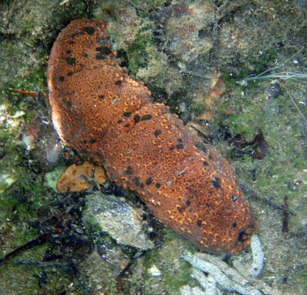 Sea Cucumber m