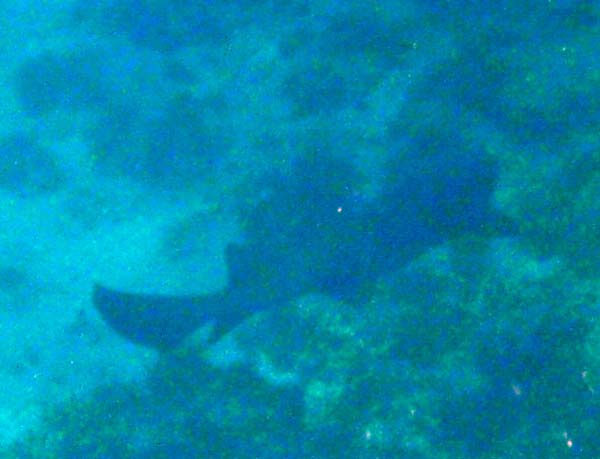 Shark in distance