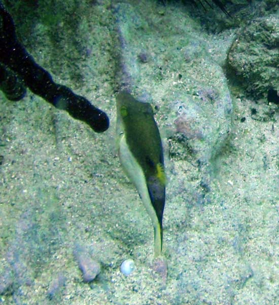 Sharpnose Puffer b