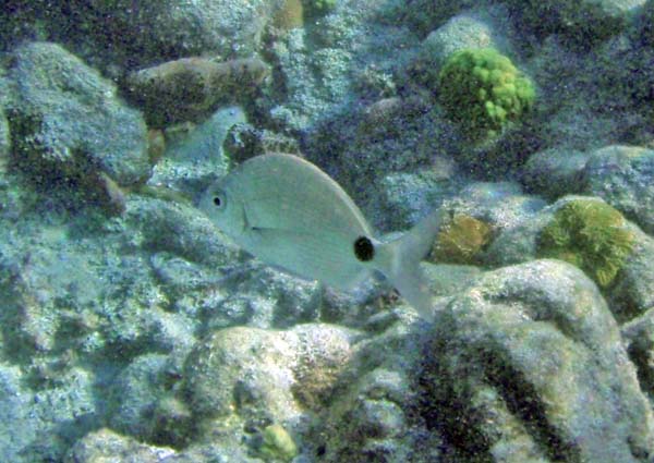 Silver Porgy m