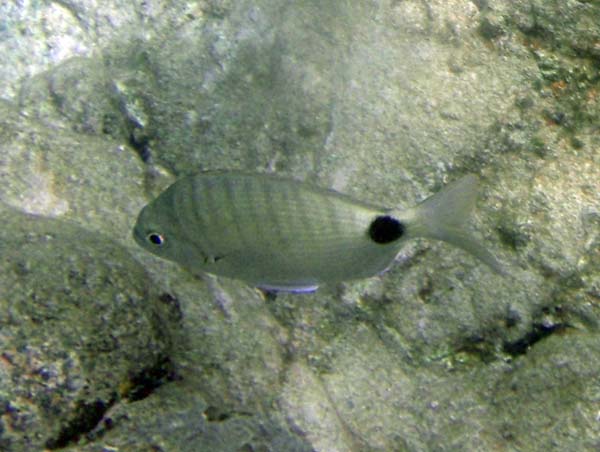 Silver Porgy