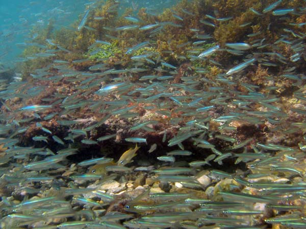 Silversides