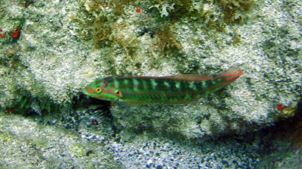 Slippery Dick n