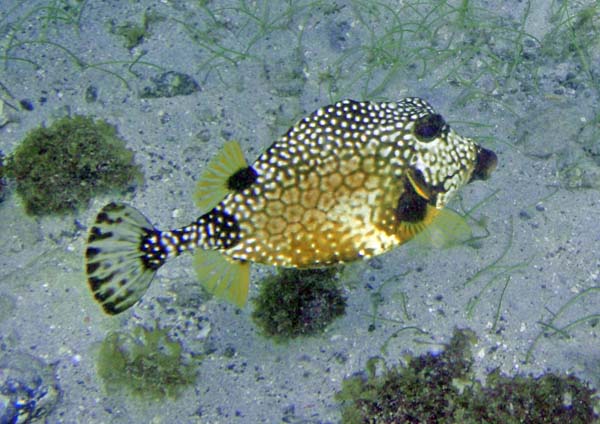 Smooth Trunkfish g
