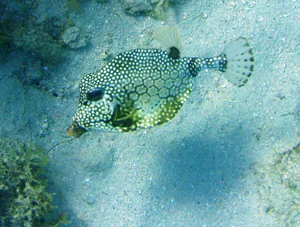 Smooth Trunkfish m