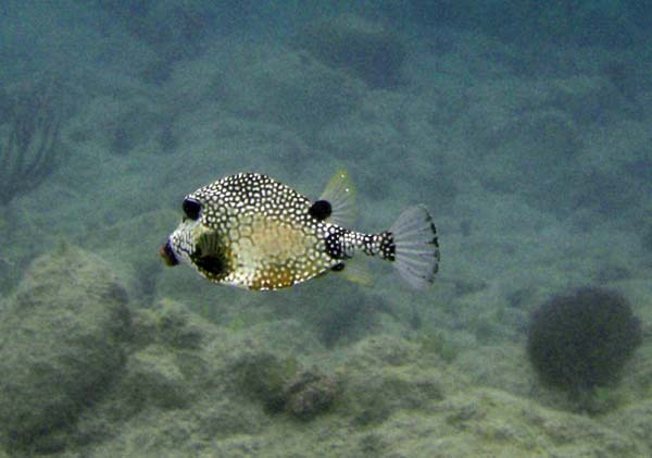 Smooth Trunkfish