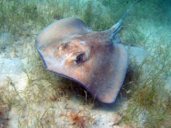 Southern Stingray b