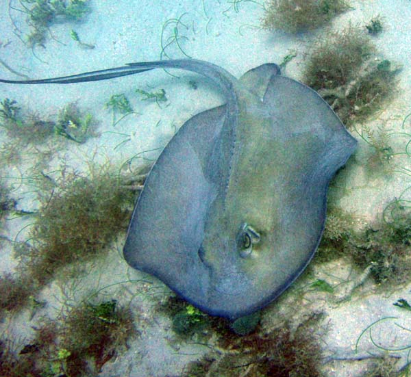 Southern Stingray o