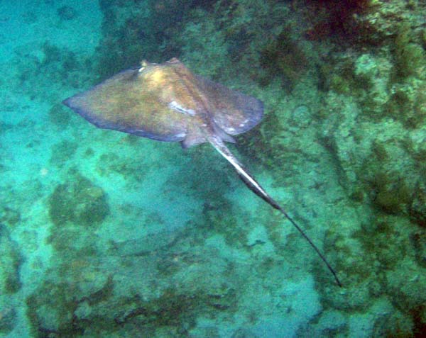 Southern Stingray