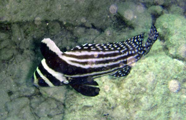 Spotted Drum (10")