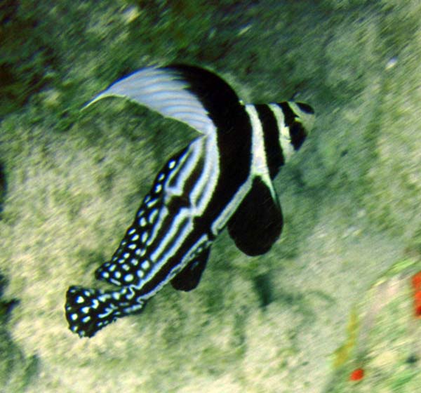 Spotted Drum m o