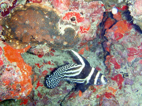 Spotted Drum m p
