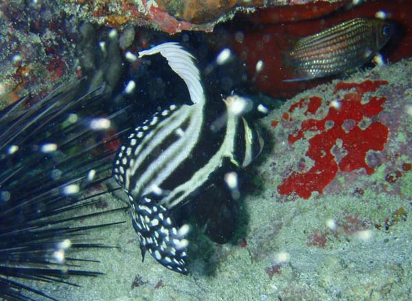Spotted Drum m