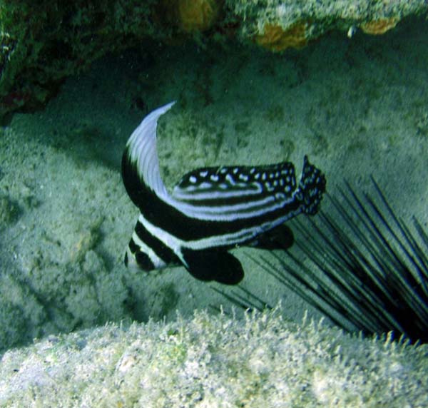 Spotted Drum