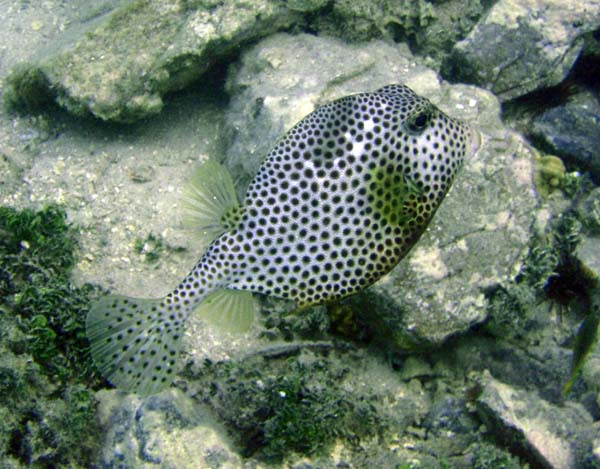 Spotted Trunkfis