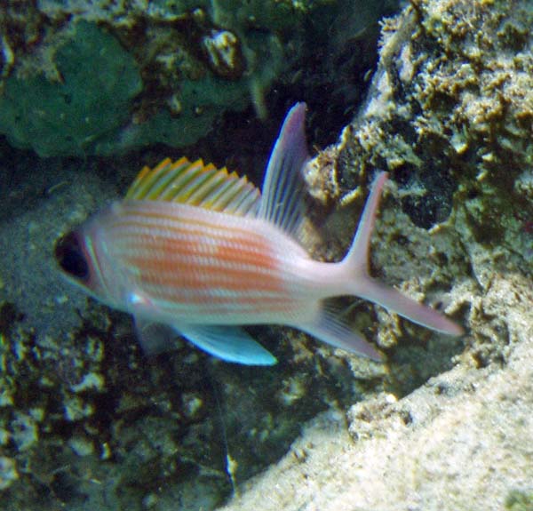 Squirrelfish