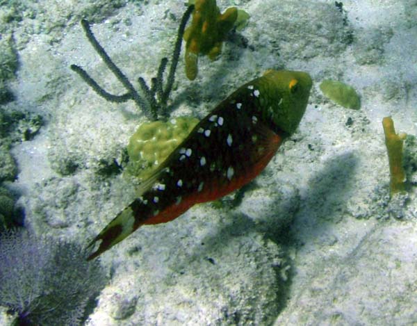 Stoplight Juvenile