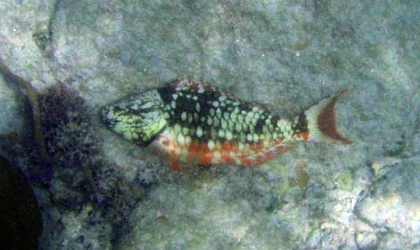 Stoplight Parrotfish#4EB1B4