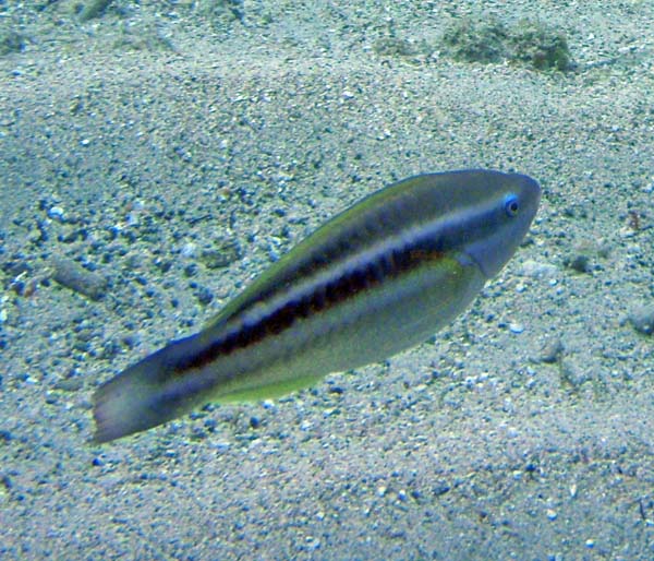 Striped Parrotfish m