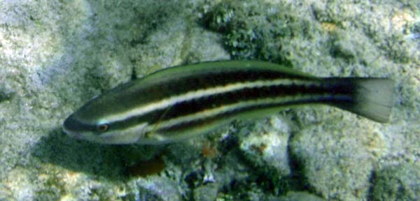 Striped Parrotfish n